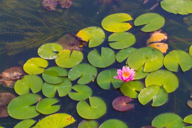 Gün batımında açan güzel nilüfer çiçeği 