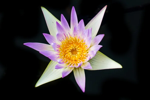Hermosa flor de agua rosa o flor de loto —  Fotos de Stock