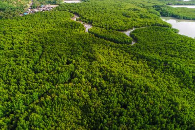 Hava manzaralı yeşil tropikal mangrov ormanı nehirden denize sabah güneşinin doğuşu ekoloji sistemi tabiatı