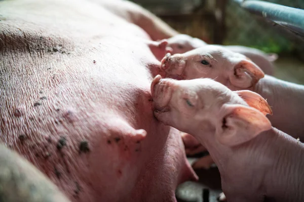 Leitão Recém Nascido Sucção Leite Indústria Animal Criação Carne — Fotografia de Stock