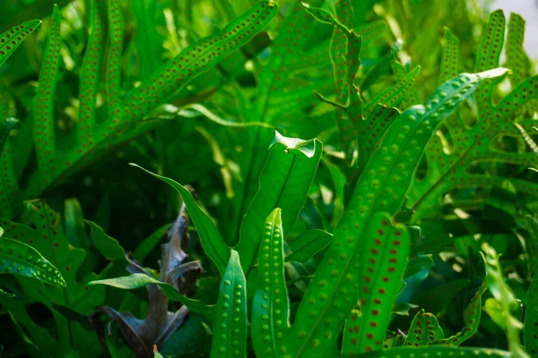 Texture Felce Verde Mos Frond Plant Giardino — Foto Stock