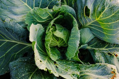 Organik ev yapımı sebze gıdasında yeşil lahana başı.