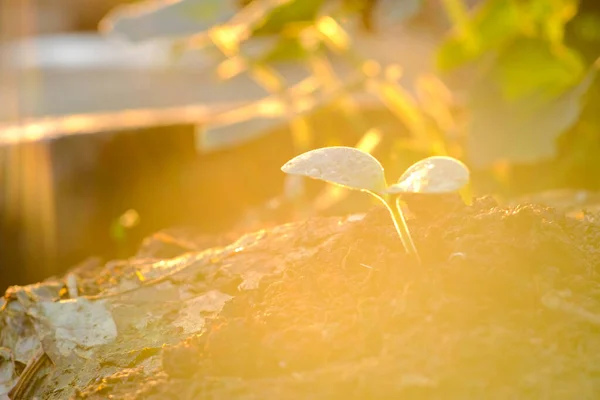 Pequena Planta Mudas Crescendo Solo Preto Para Luz Solar Manhã — Fotografia de Stock