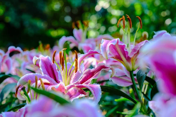 Цветущий Розовый Цветок Лилии Зимнем Саду — стоковое фото