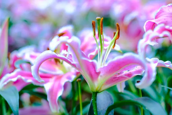 Цветущий Розовый Цветок Лилии Зимнем Саду — стоковое фото