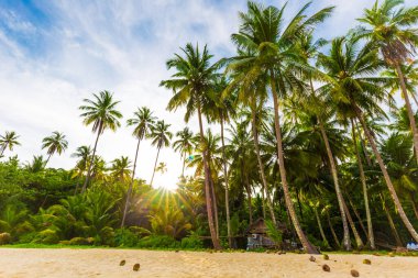 Beyaz kum turkuvaz okyanuslu güzel yaz plajı bulutlu mavi gökyüzüne ve boş palmiye ağacına karşı