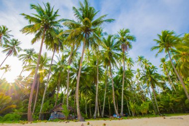 Beyaz kum turkuvaz okyanuslu güzel yaz plajı bulutlu mavi gökyüzüne ve boş palmiye ağacına karşı