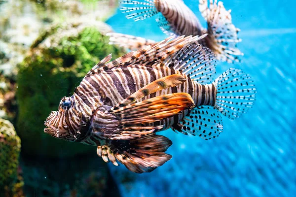 Супер Риба Акваріумі Кораловим Рифом Глибоке Блакитне Море — стокове фото