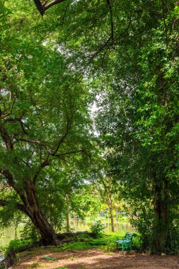Yeşil çayır doğa manzaralı yeşil ağaç ormanı.