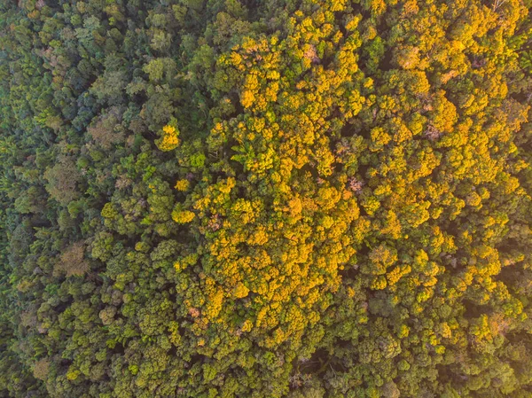 Widok Lotu Ptaka Zielone Drzewo Las Zachód Słońca Światło Natura — Zdjęcie stockowe
