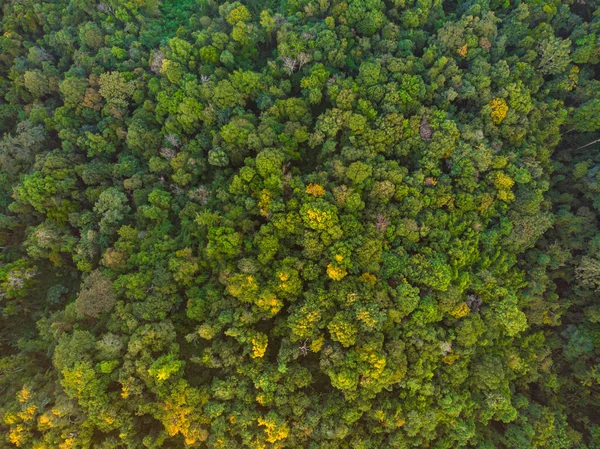 Luftaufnahme Grün Baum Wald Sonnenuntergang Licht Natur Landschaft — Stockfoto