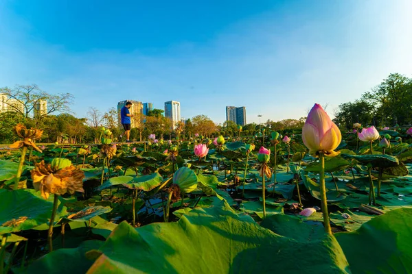 Růžový Lotos Květ Městském Parku Rybník Nebe Západ Slunce — Stock fotografie