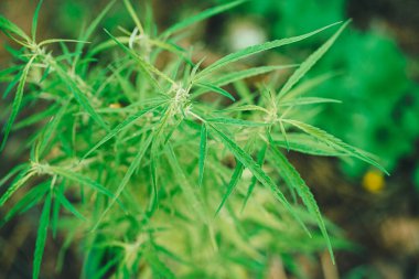 Marihuana yeşil yaprak bitkisi kenevir tomurcuklanması açık hava ekimi