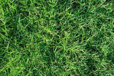 Taze doğa yeşil çimen arka plan yeşillik dokusu