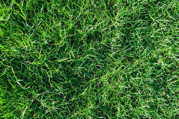 Текстура Зеленой Травы Фоне Листьев — стоковое фото