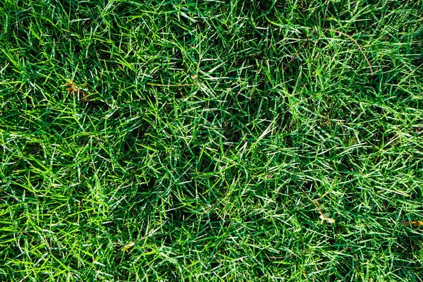 Текстура Зеленой Травы Фоне Листьев — стоковое фото