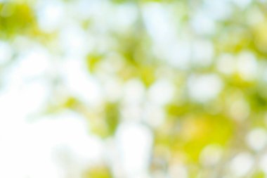 Bulanık yeşil ağaç orman parkı güneşli gün yeşillik arka planı