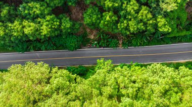 Tropikal ormanda kırsal yol yeşil ağaç yaprağı gökyüzü macera konsepti