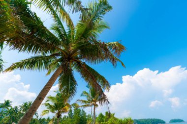 Sakin deniz plajı mavi gökyüzü turkuvaz suyu yeşil hindistan cevizi palmiyesi yaprağı arka planı