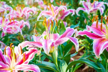 Kış bahçesindeki botanik çiftliğinde pembe zambak çiçeği yeşili yaprak
