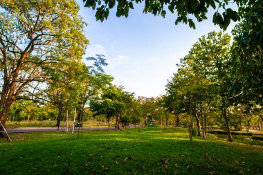 Şehir parkında günbatımı açık yeşil çimenler ve ağaç renkli gökyüzü bulutu Bangkok Tayland