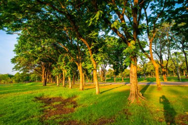 Şehir parkında yeşil bir ağaç çayır çimen gökyüzü güneşli doğa manzarası