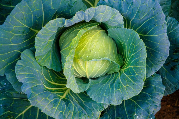 Green Organic Cabbage Vegetable Head Leaf Garden Farm — Stock Photo, Image