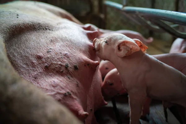Porquinho Recém Nascido Chupando Pão Leite Fazenda Tradicional Rural — Fotografia de Stock