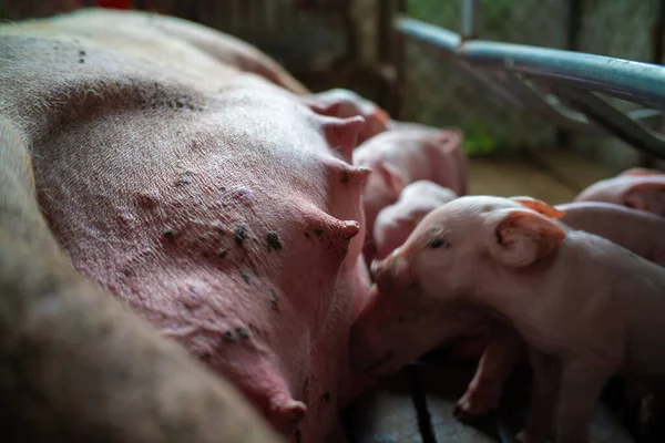 농장에서 우유를 빨아먹는 태어난 돼지우리 — 스톡 사진