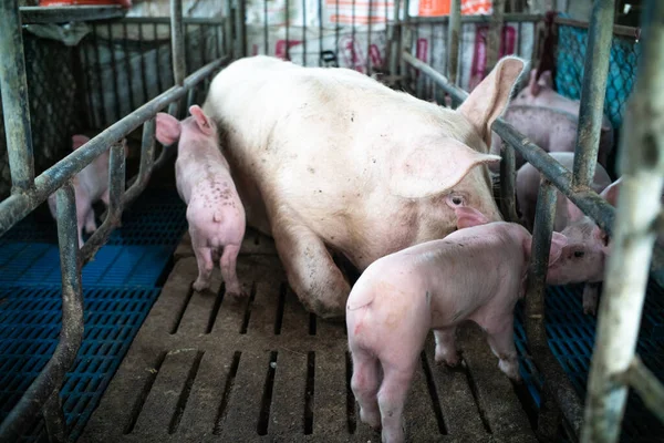 Prasátko Nově Narozená Farma Sání Mléko Breading Venkově Tradiční Farma — Stock fotografie