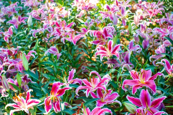 冬の庭の植物園でピンクのユリの花緑の葉 — ストック写真