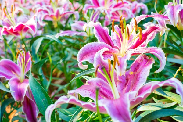 Kış bahçesindeki botanik çiftliğinde pembe zambak çiçeği yeşili yaprak