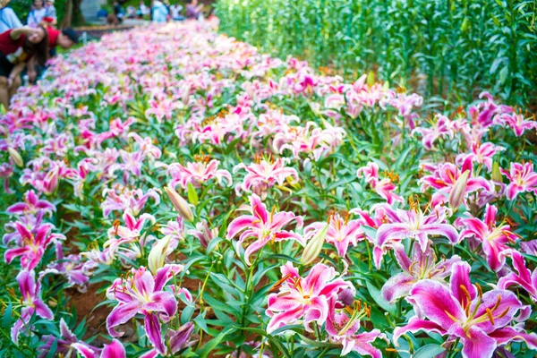 冬の庭の植物園でピンクのユリの花緑の葉 — ストック写真