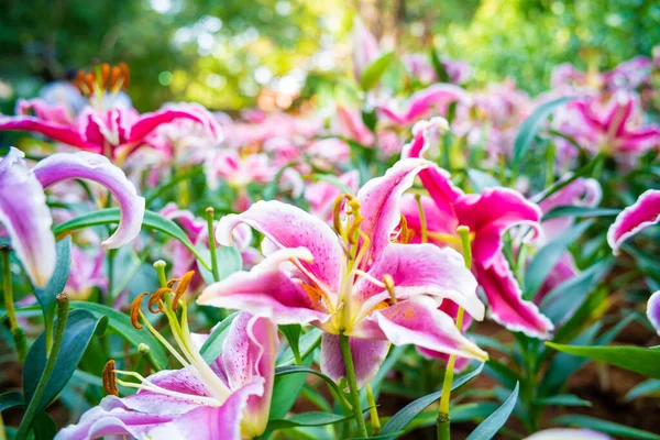 Розовый Лилии Зеленый Лист Зимнем Саду Ботанической Фермы — стоковое фото