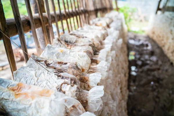 Pilze Weiß Portobello Und Champignons Fabrik Auf Dem Land Ländlichen — Stockfoto