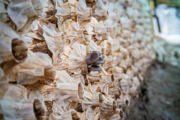 Mushrooms White Portobello Champignons Factory Soil Rural Farm — Stock Photo, Image