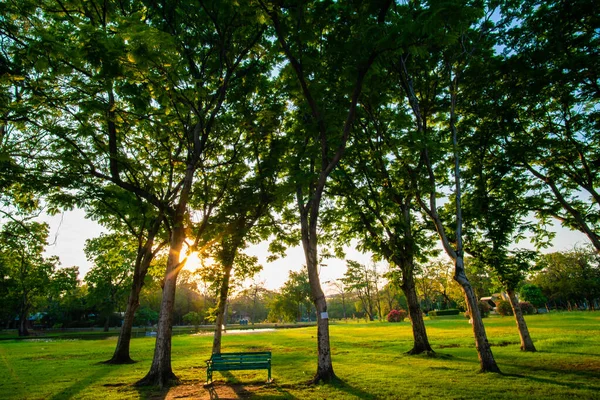 Grönt Träd Stadsparken Med Äng Gräs Sundet Himmel Natur Landskap — Stockfoto