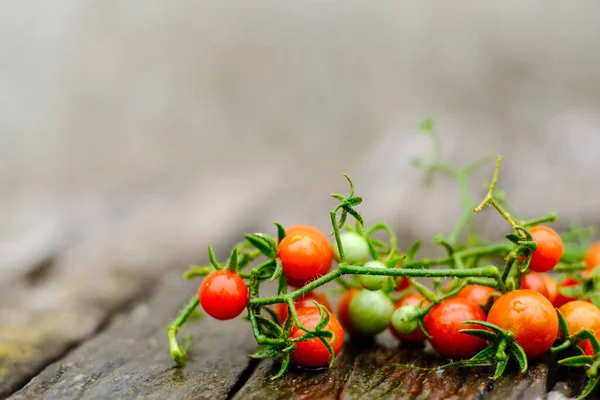 Tradiční Malé Čerstvé Rajčatové Ovoce Dřevě Pozadí Ekologické Potraviny — Stock fotografie