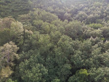Tropikal yeşil kauçuk ağacı fidanlığı tarım endüstrisi hava görüntüsü