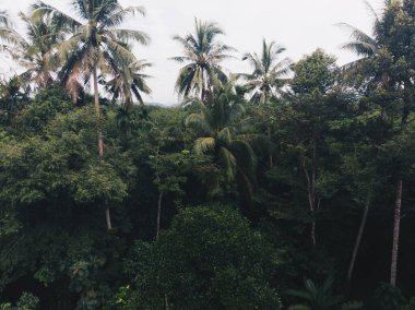 Hava manzaralı tropikal hindistan cevizi ormanı.