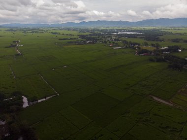 Yeşil çeltik pirinç tarlası.
