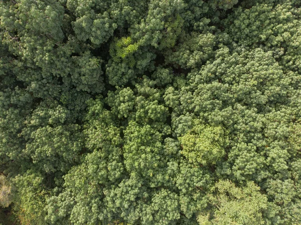 Tropiskt Grönt Gummi Träd Skog Plantage Träd Jordbruk Industri Antenn — Stockfoto