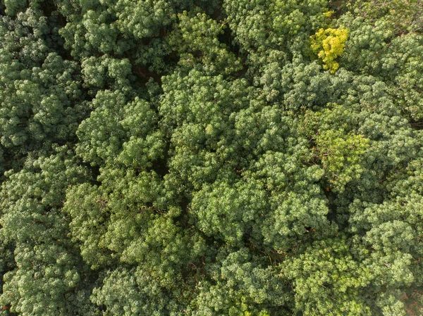 Tropical Green Rubber Tree Forest Plantation Tree Agricultural Industry Aerial — Stock Photo, Image
