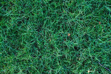 Metin doğa arkaplanı için yeşil çimen dokusu dekorasyonu