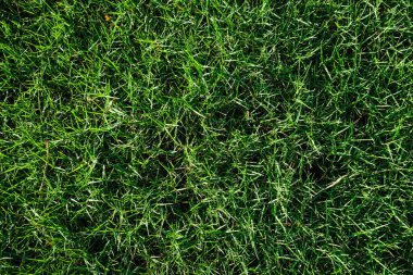 Metin doğa arkaplanı için yeşil çimen dokusu dekorasyonu