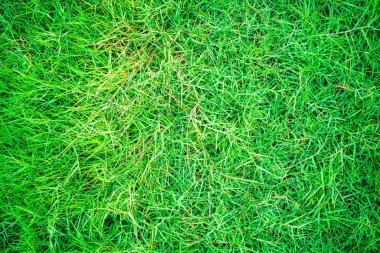 Yeşil doğa çimen dokusu üst görünüm ayrıştırma arkaplanı