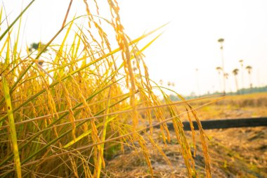 Sarı çeltik pirinç tarlası Sabah güneşi tarım endüstrisinde yükseliyor