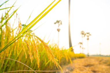 Sarı çeltik pirinç tarlası Sabah güneşi tarım endüstrisinde yükseliyor