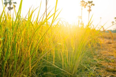 Sarı çeltik pirinç tarlası Sabah güneşi tarım endüstrisinde yükseliyor