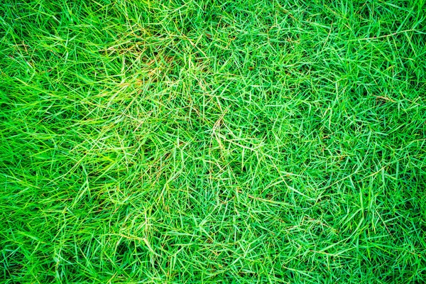 Grün Natur Gras Textur Von Oben Ansicht Secoration Hintergrund — Stockfoto
